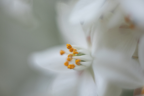 Soft