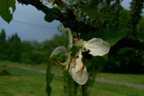 Appelbloesem met dreigende lucht!