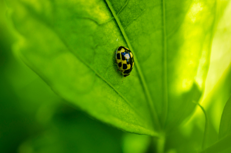 Reverse Ring Macro - Ladybug