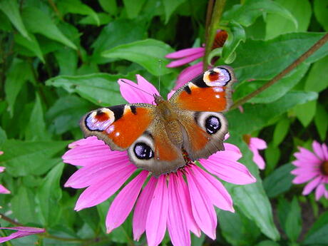 Vlinder in de tuin..