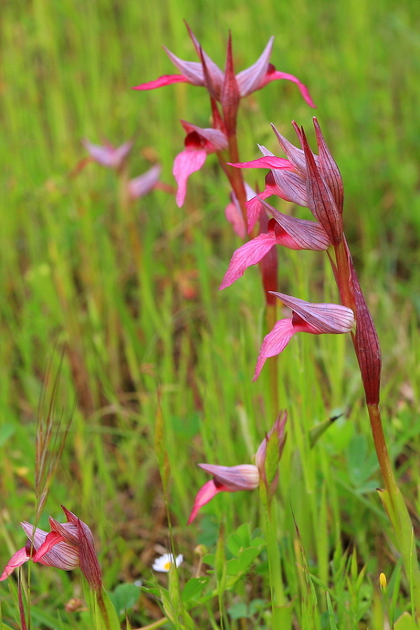 Tong Orchis.