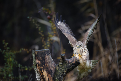 Landende buizerd