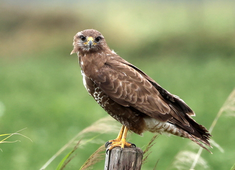 buizerd