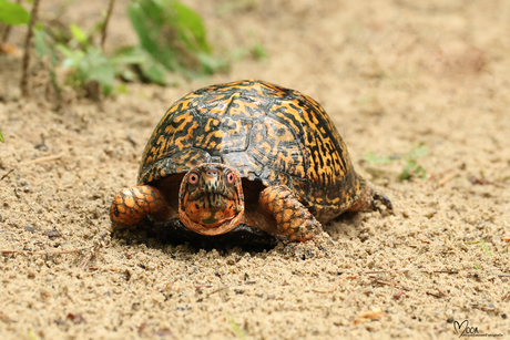 Carolina doosschildpad