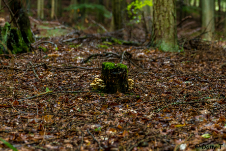 Paddenstoelen