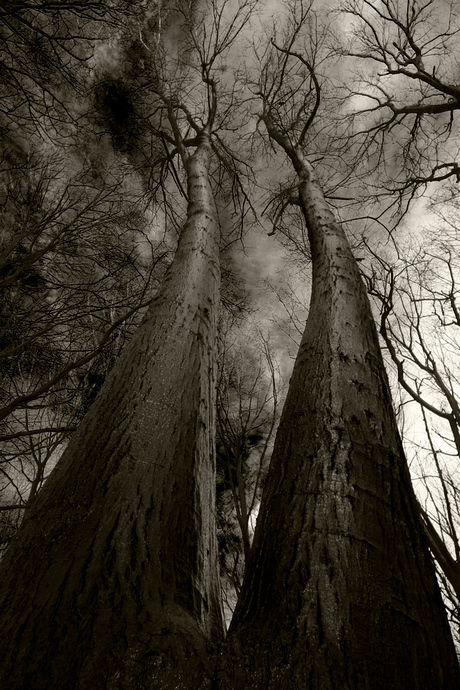 Twin peaks in b&w