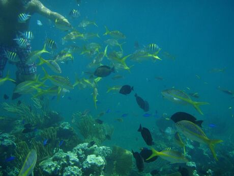 De wonderlijke onderwaterwereld in Cuba