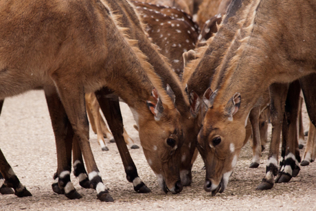 Even de koppen bij elkaar steken....