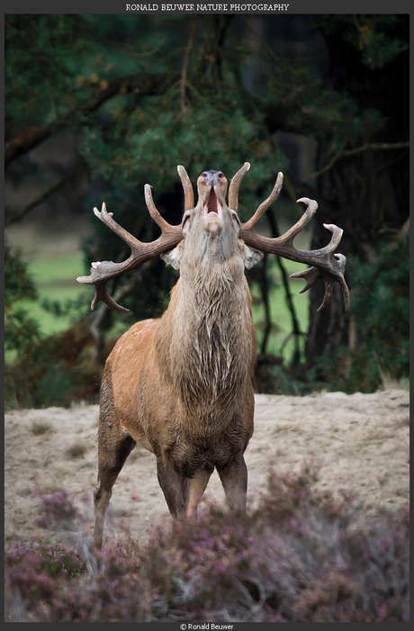 Edelherten op de veluwe