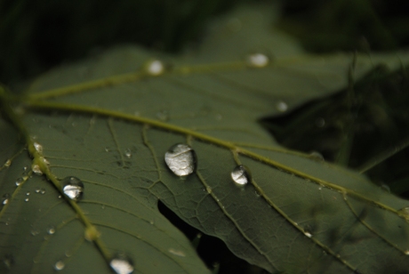 Ochtenddauw op een Deens blad