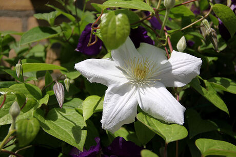 Clematis..."Madame Le Coultre"