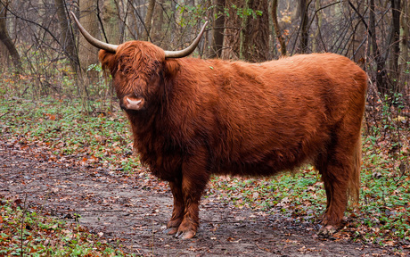 Mooie Schotse Hooglander