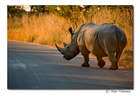 Roadblock