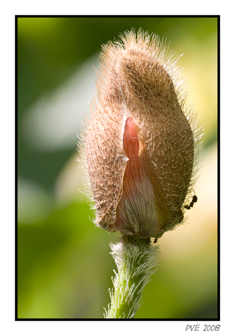 Papaver met bezoek