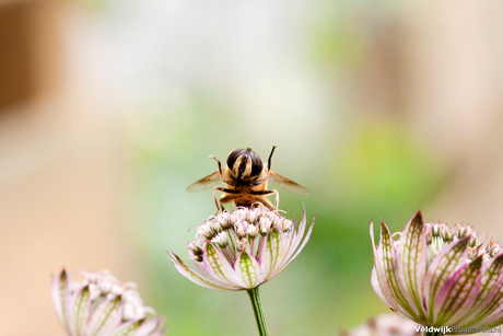 Bee happy!