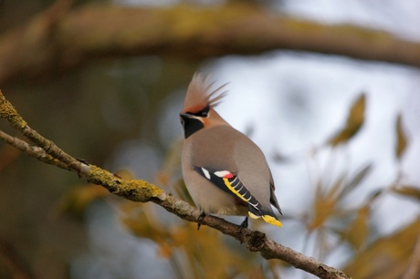 Pestvogel (Bombycilla garrulus)