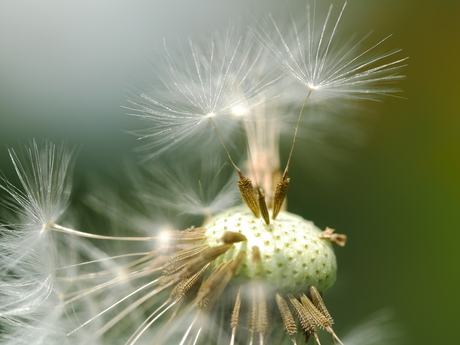 Paardenbloem.