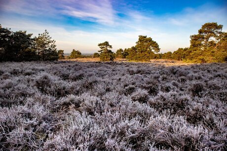 Holterberg - winter