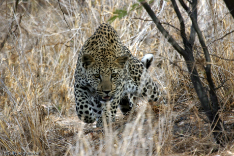 Luipaard in Namibie