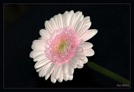 Gerbera