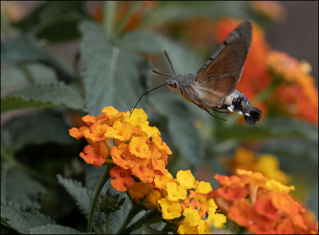Kolibrivlinder