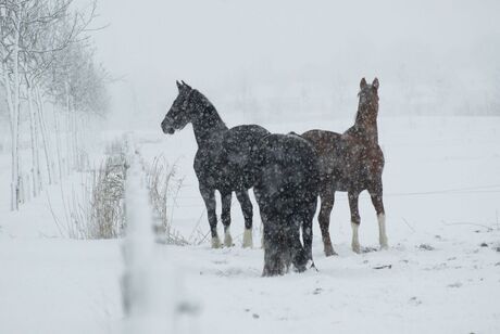 Winter op de kinderboerderij