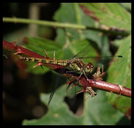 Libelle