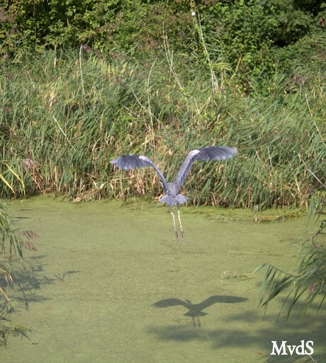 Reiger