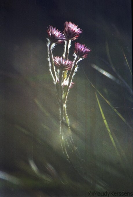 Zuid-Afrika, bloemen