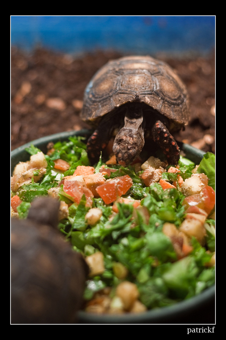Schildpadsalade