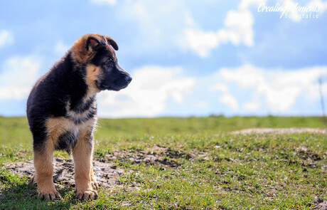 Little pup, big world