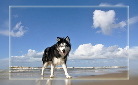 Husky at the beach