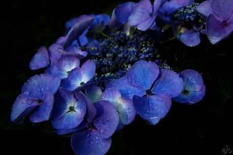 Blauw paarse Hortensia