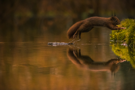 Springende eekhoorn in reflectie