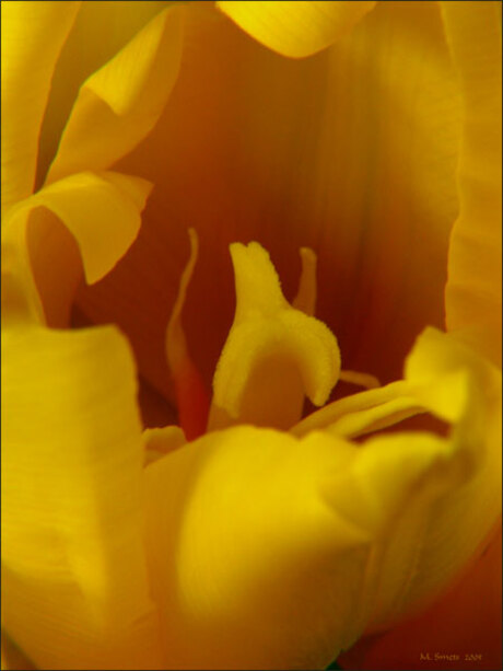 Tulipa golden apeldoorn