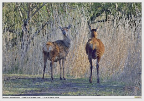 Edelherten - Oostvaardersplassen 2#2