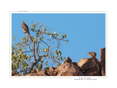 Black Kite, Kenia