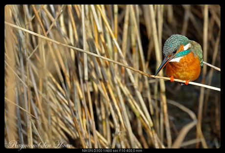 IJsvogel