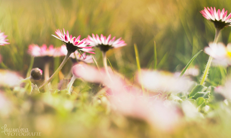 Laat de lente maar komen!