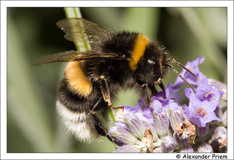 Hommel op lavendel