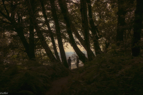 Silhouetten in het bos