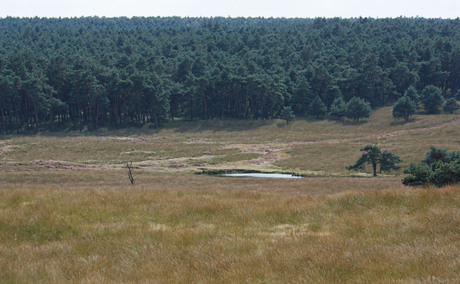 posbank watertje landschap