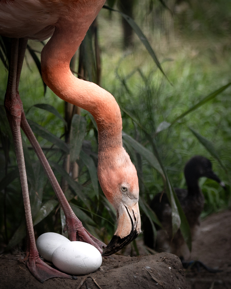 Aanstaande flamingo moeder