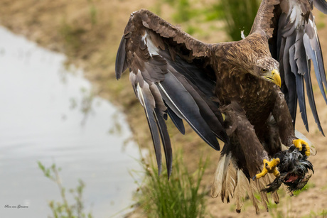 Spectaculaire landing