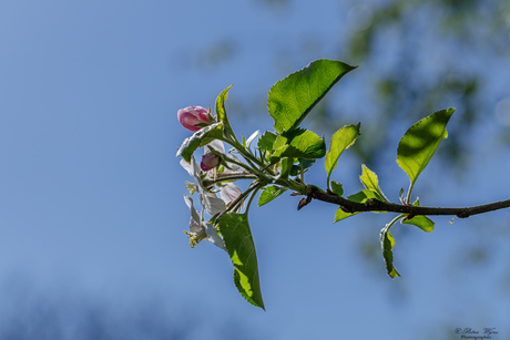 Appelbloesem (op komst)