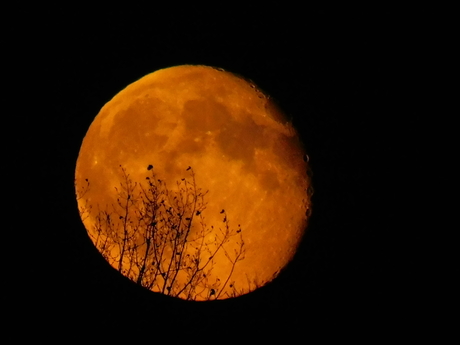 zie de maan schijnt door de bomen.....