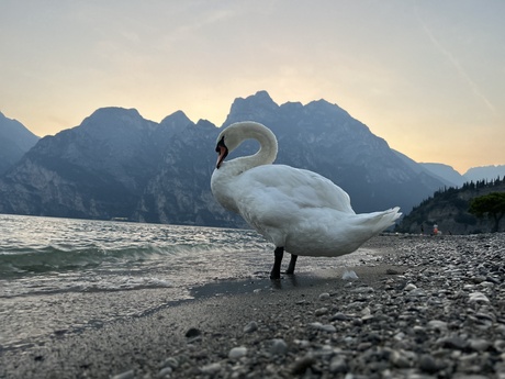 Swan_Iphone14Plus_Fhotography