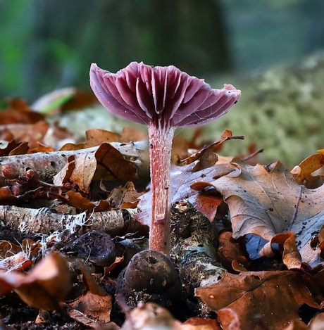 Amethyst Deceiver II