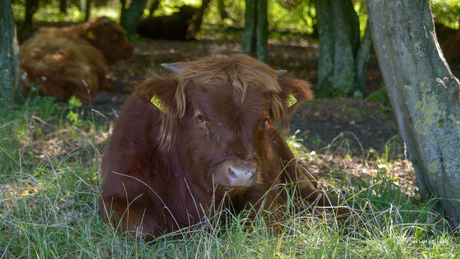 "𝑰𝒌 𝒅𝒐𝒆𝒏 𝒈𝒆𝒆𝒏 𝒗𝒍𝒊𝒆𝒈 𝒌𝒘𝒂𝒂𝒅"