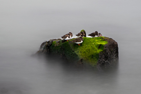 Vogels in de branding 2